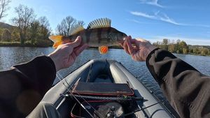 European Perch