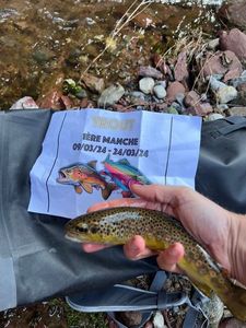 Brown Trout