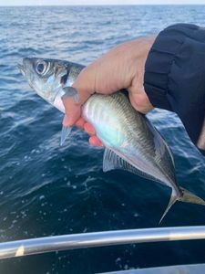 Atlantic Horse Mackerel