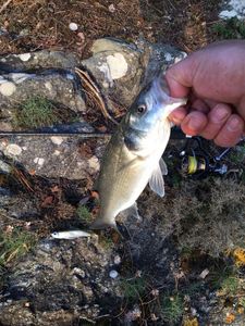European Bass (Seabass)