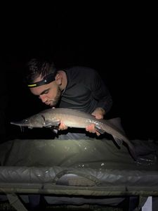 Sturgeon