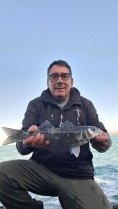 European Bass (Seabass)