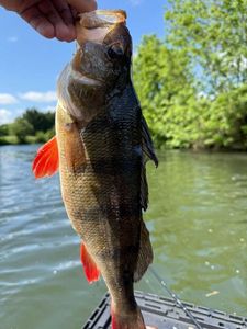 European Perch