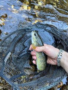 Brown Trout