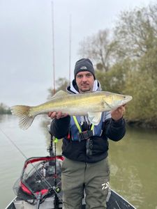 Zander