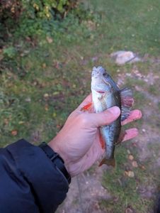 European Perch