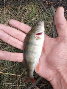European Perch