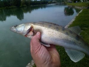 Zander