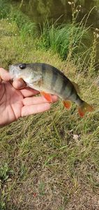 European Perch