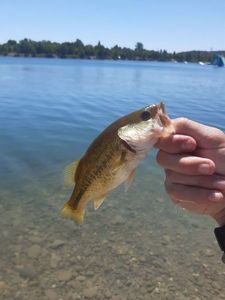 Largemouth Bass