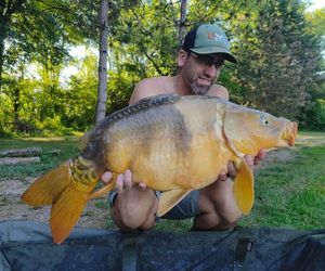Mirror Carp