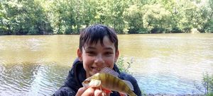 European Perch