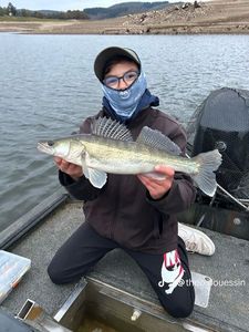 Zander