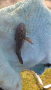 Round Goby