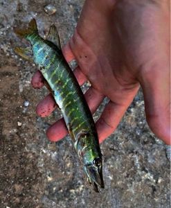 Northern Pike