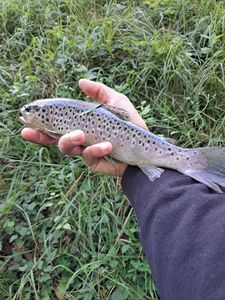 Brown Trout