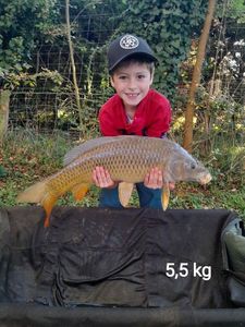 Common Carp