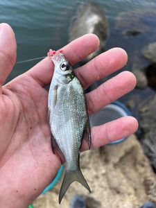 Common Bream