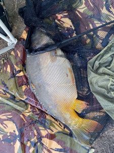 Leather Carp