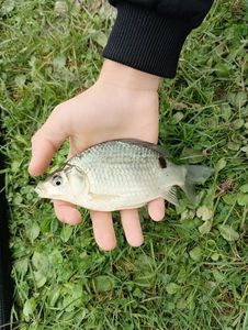 Common Bream
