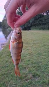 European Perch