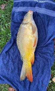 Mirror Carp