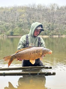 Mirror Carp