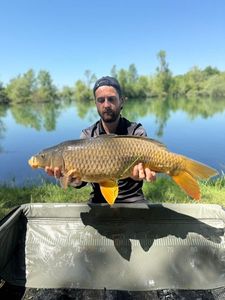 Common Carp