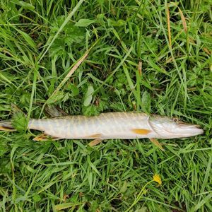 Northern Pike