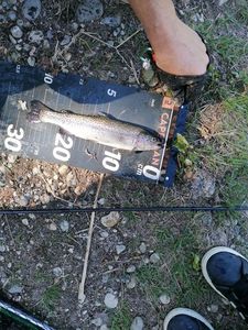Rainbow Trout