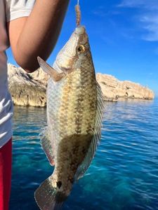 Axillary Wrasse