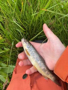 Brown Trout