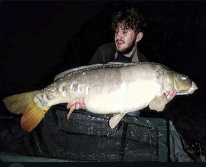 Mirror Carp