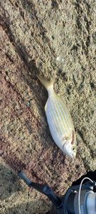 Salema