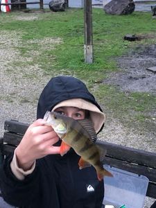 European Perch