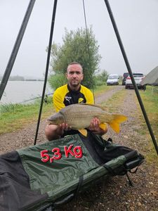 Common Carp