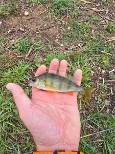 European Perch