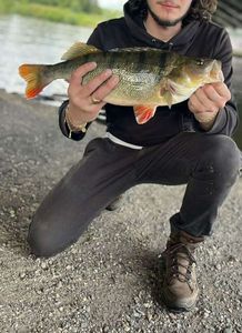 European Perch