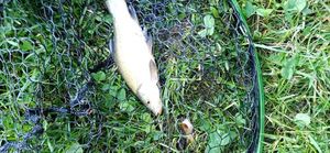 Tench
