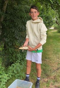 Common Carp
