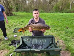 Common Carp