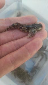 Giant Goby