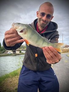 European Perch