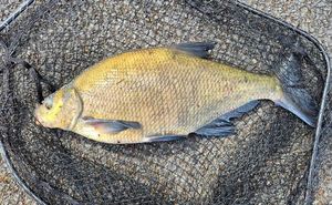 Common Bream