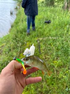 European Perch