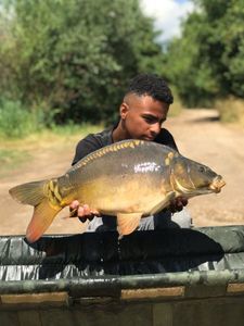 Mirror Carp