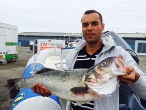 European Bass (Seabass)
