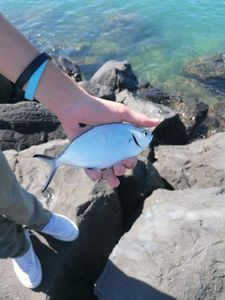 Pompano