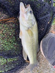 Largemouth Bass