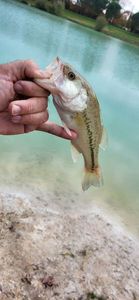 Smallmouth Bass